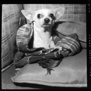 Vintage C.  1950s Photo Film Negative Very Cute Chihuahua Dog Wrapped In Blanket