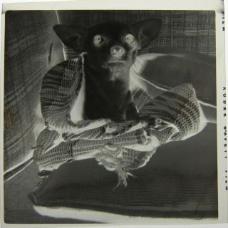 Vintage c.  1950s PHOTO Film NEGATIVE Very Cute CHIHUAHUA DOG Wrapped in Blanket 2