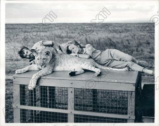 1965 Actors Virgina Mckenna Bill Travers With Lion On Born Set Press Photo