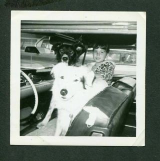 Vintage Photo Unusual View Big Pet Dogs In Car Interior W/ Cute Girl 419026