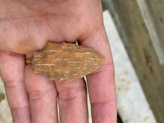 Authentic Louisiana Arrowhead - Petrified Palm - Wood Point