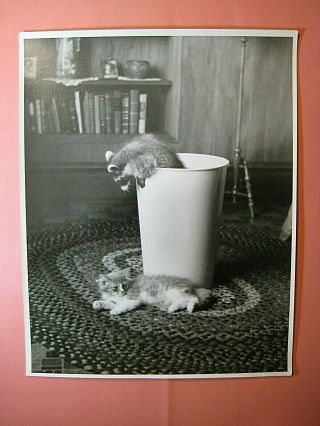 1940s " Pet Raccoon And Cat At Play " Large 11 X 14 Vintage Photograph