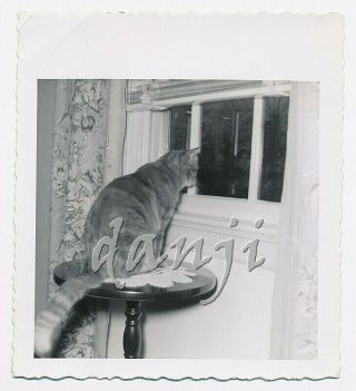 Cat Sitting On A Table Looking Out Of A Window At Birds In Driveway 1956 Photo