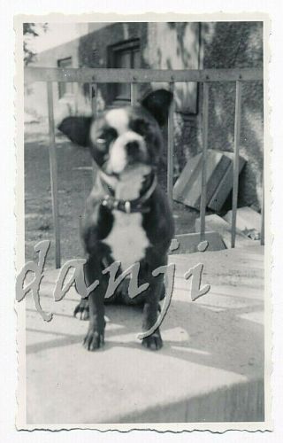 Quizzical Boston Terrier Dog With Tipped Head Cute Old Up Close Photo