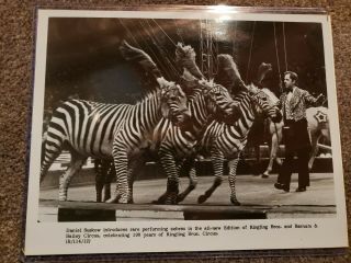 Ringling Bros Barnum Bailey Circus Press Photo Daniel Suskow Zebras