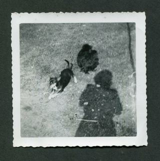 Unusual Vintage Photo Photographer Shadow W/ Pet Dogs Chihuahua ? 418119