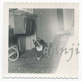 Boston Terrier Dog With Quizzical Tipped Head Staring At The Camera Old Photo