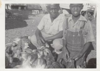 Vintage Black Americana Photo African American Boys Feeding Chickens On Farm