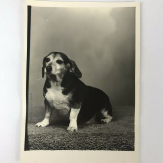 Vintage Black And White Photo Dachshund Dog Sitting Posing 3.  5 X 5 Inches