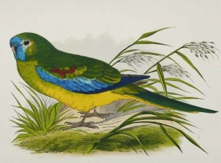 1870 Antique Print Of A Turquoise Parrot.  Budgerigar.  Ornithology.  150 Years Old
