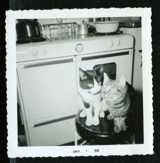 Vintage Photo Cats Sits On Stool In Kitchen Waiting To Be Fed 1959 Old Stove