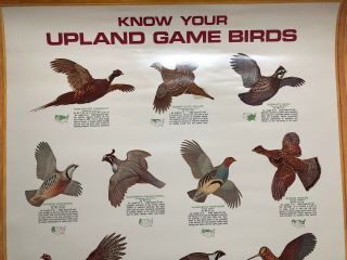 Vintage Remington Sportsmen Know Your Upland Game Birds Poster 29” X 23”