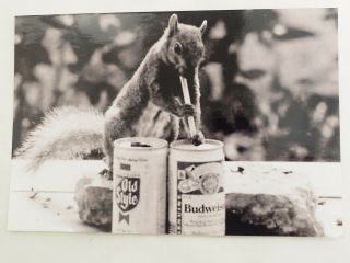 Squirrel Drinking Budweiser Through A Straw B&w 4 " X 6 "