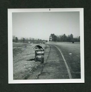Vintage Photo You Cant Beat A Dog For Being A Dog Garbage Can 429115