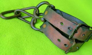 Vintage Heavy Leather & Iron Chain Horse Training Hobbles 100 Usable Collect Nr