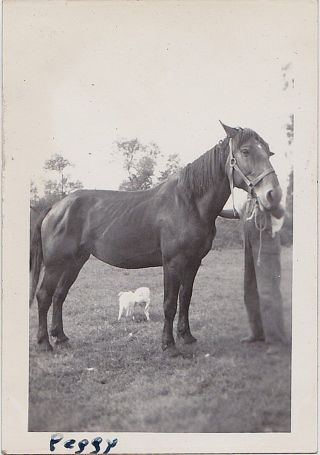 Old Vintage Photograph Man In Overalls With Gorgeous Horse Equestrian In Field