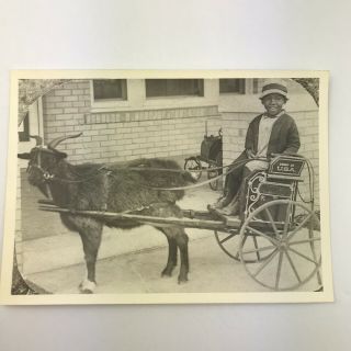 Vintage Black And White Photo Reprint Boy On Buggy Pulled By Goat 7 X 5 Inches
