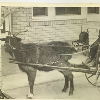 Vintage Black and White Photo Reprint Boy on Buggy Pulled by Goat 7 x 5 Inches 2