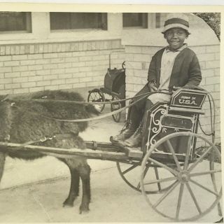 Vintage Black and White Photo Reprint Boy on Buggy Pulled by Goat 7 x 5 Inches 3