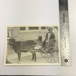 Vintage Black and White Photo Reprint Boy on Buggy Pulled by Goat 7 x 5 Inches 5
