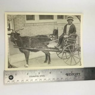 Vintage Black and White Photo Reprint Boy on Buggy Pulled by Goat 7 x 5 Inches 6