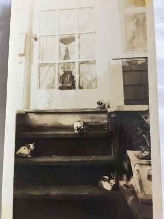 1941 Vintage Black & White Photo Of Cats Kittens On Porch