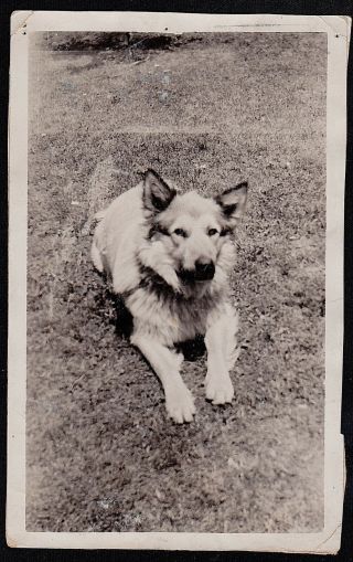 Antique Vintage Photograph Adorable Puppy Dog Laying In Backyard