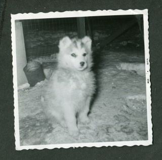 Vintage 1958 Photo Husky Dog Pup In Alaska 422026