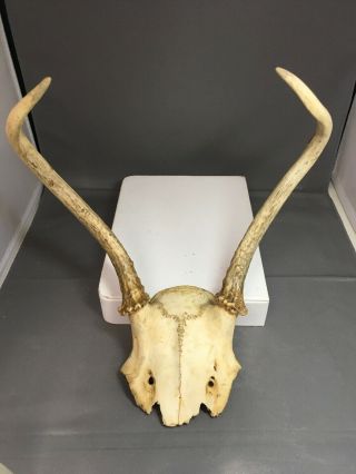 Vintage Antelope Skull Cap With 9 Inch Horns