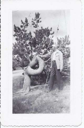 546p Vintage Photo Man Standing By Unusual Tree Trunk Formation Growth