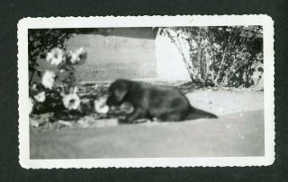 Unusual Vintage Photo Soft Focus Puppy Dog W/ Flowers 387002