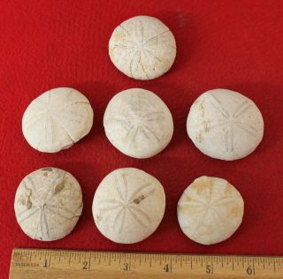 (7) Neolithic Fossilized Sea Urchin Beads