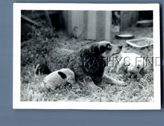 Found B&w Photo N,  8216 Dog Sitting In Ryard By Puppies
