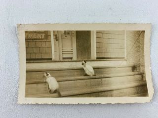 1944 Vintage Black & White Photo Of Cats 2 Siamese Cats Kittens On Leash Porch