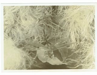Orig B&w 5 X 7 Photo Of A Dragonfly Up Close Taken Early 1950s By Gita Packer