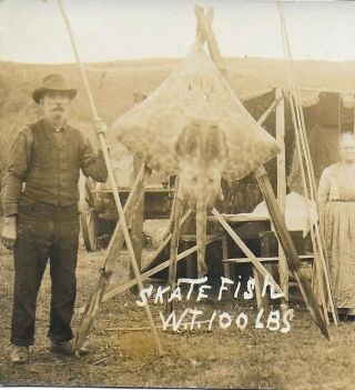 1911 Rppc Of 100 Pound Skate Fish Hanging From Tripod,  Oregon Coast