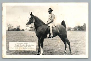 Midnight Merry Champion Walking Horse Shelbyville Tn Vintage Photo Rppc 1951