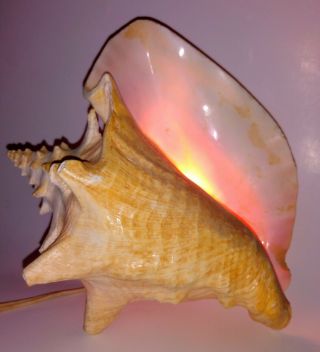 Vtg Conch Sea Shell Tiki Bar Tv Table Lamp Light Pink Shag Witco Era Nautical