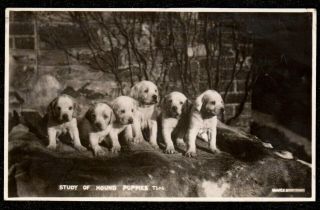 1938 Study Of Hound Puppies A.  Vowles Real Photo Postcard Minehead Interest