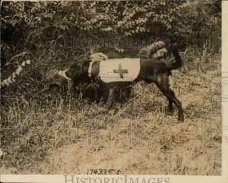 1914 Press Photo French Red Cross Dog Trained To Search For Wounded Soldiers