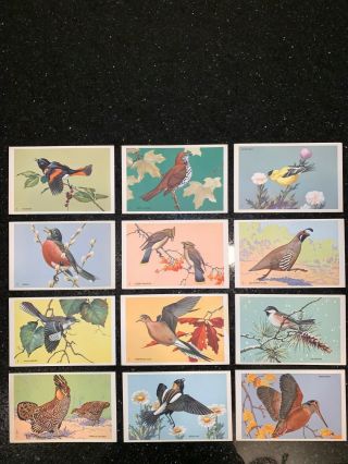 Vintage National Wildlife Federation Bird Postcards 1939 Set Of 12