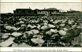 Vintage C 1910 Pc Lotus Beds Blarney Island Near Grass Lake Antioch Illinois