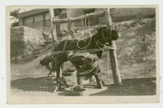 1910s Rppc Postcard China Peking Peiping Horse Stables Worker Photograph Photo