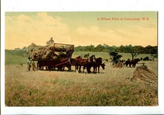 Wa A Wheat Field At Katanning C.  1908