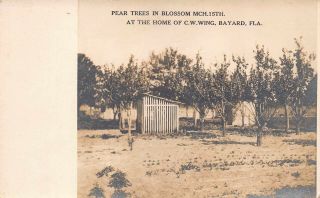 Fl 1900’s Real Photo Florida Pear Trees Wing’s Home At Bayard Jacksonville,  Fla