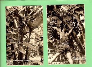 B.  Two Postcards - Queensland Banana Cutting