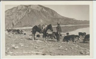 On The Road To Yellowstone,  Wyoming/montana Rppc Postcard,  Cowboy,  Cattle C7