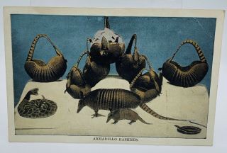 Comfort,  Texas 1909 Armadillo Baskets Macabre Shells Drying Postcard