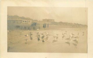 C - 1910 Long Beach California Gull 