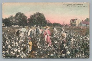 Cotton Picking Florence Alabama Antique Black Americana Hand Colored 1910s
